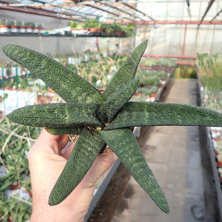 Gasteria batesiana