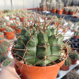 Gymnocalycium delaetii