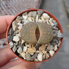 Lithops fulviceps