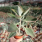 Kalanchoe beharensis