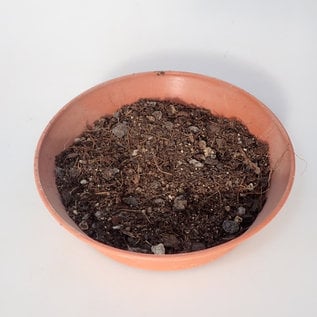 Uhlig cactus soil standard