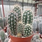 Pachycereus pringlei Cardon