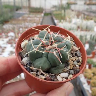 Thelocactus heterochromus