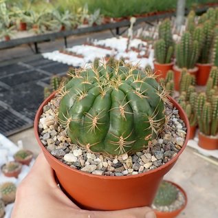 Matucana aureiflora