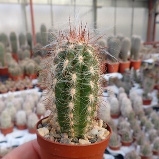 Oreocereus celsianus desde el sur de Bolivia hasta el norte de Argentina, hasta 3700 m