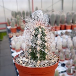 Oreocereus celsianus du sud de la Bolivie au nord de l'Argentine, jusqu'à 3700 m