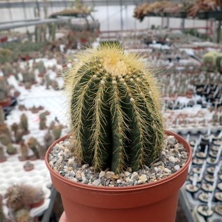 Notocactus warasii