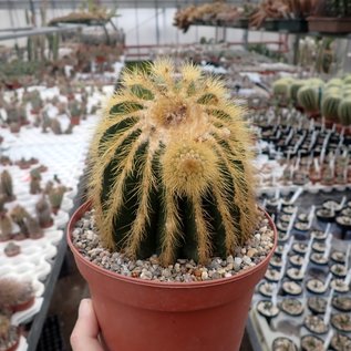 Notocactus warasii