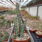 Euphorbia greenwayi