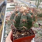 Echinocactus horizonthalonius XXL