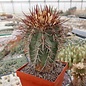 Copiapoa calderana