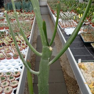 Euphorbia xyllophylloides