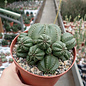 Euphorbia obesa Gruppe