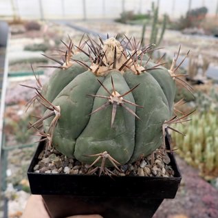 Echinocactus horizonthalonius XXL