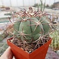 Echinocactus horizonthalonius XL