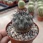 Copiapoa cinerea