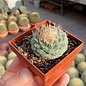 Strombocactus disciformis      CITES, not outside EU