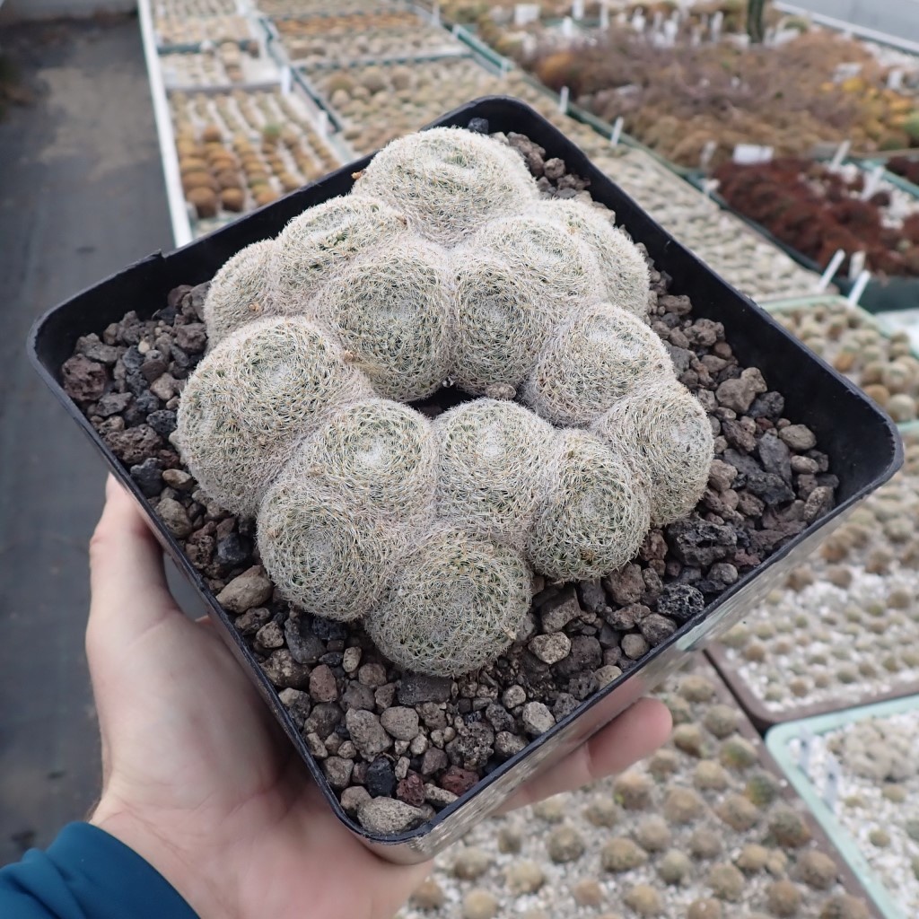 Mammillaria klissingiana Uhlig Kakteen Über 5000 verschiedene Arten