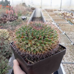 Mammillaria winterae