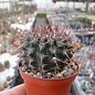 Notocactus submammulosus cv. rubriflorus