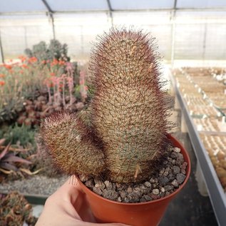 Mammillaria guillauminiana