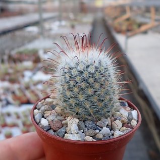 Mammillaria bombycina