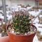 Mammillaria vagaspina