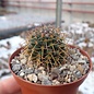 Mammillaria vagaspina