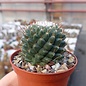 Mammillaria vagaspina f. nudum