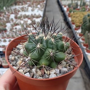 Thelocactus garciae