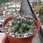 Thelocactus garciae