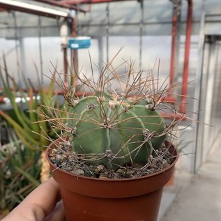 Astrophytum senile v. aureum