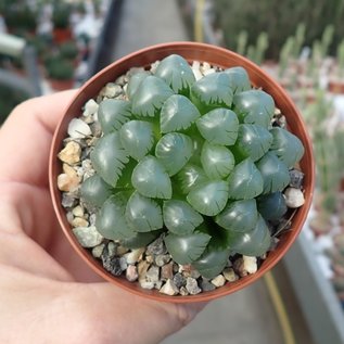 Haworthia cooperi v. truncata