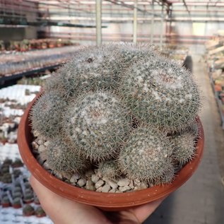 Mammillaria parkinsonii v. caderegtensis