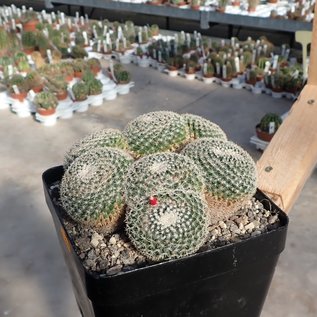 Mammillaria perbella