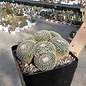 Mammillaria perbella