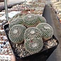 Mammillaria perbella