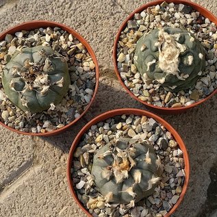 Lophophora williamsii XL