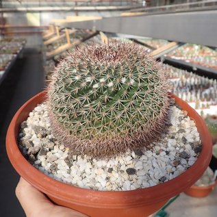 Mammillaria miegeana