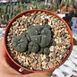 Lophophora williamsii f. caespitosa