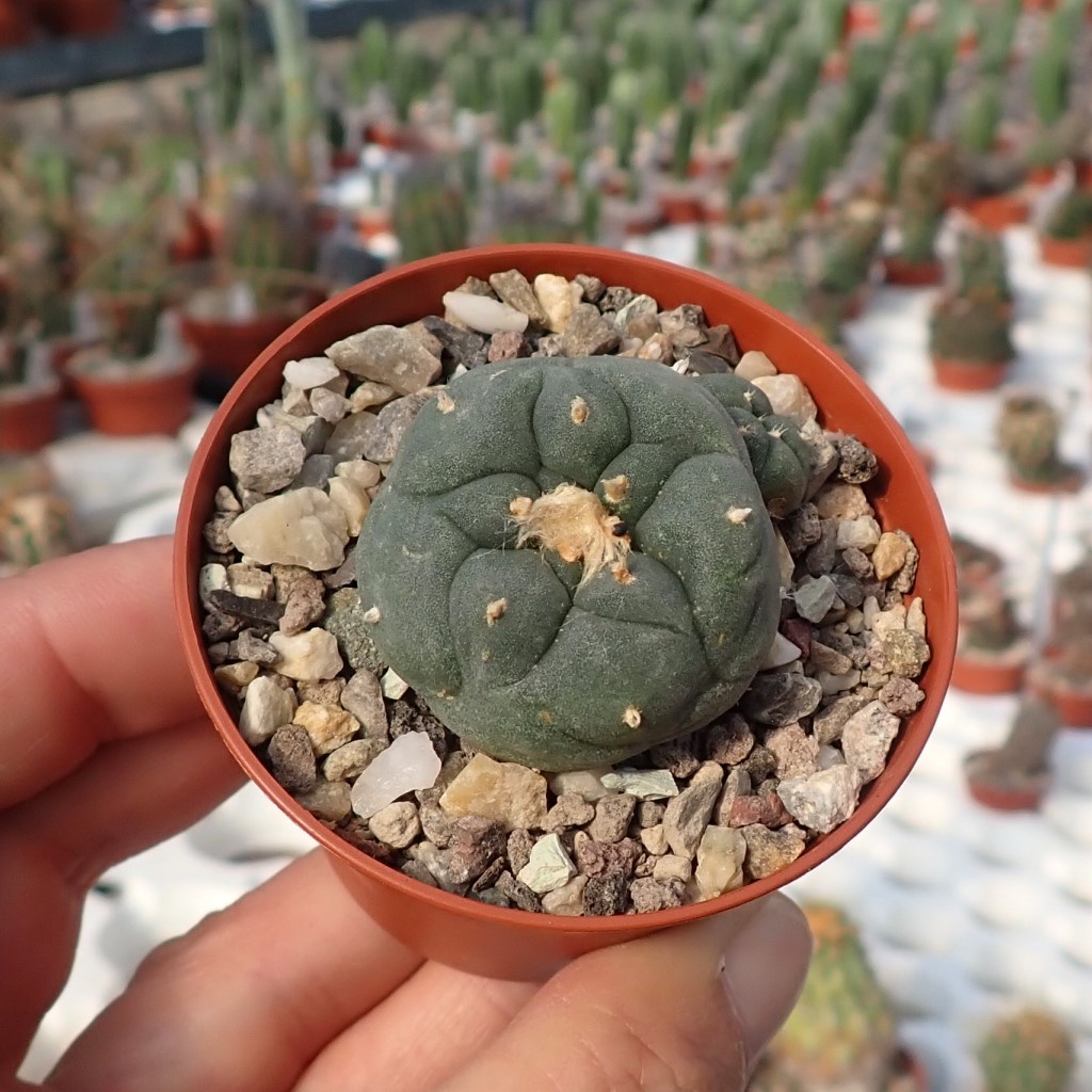 Lophophora williamsii v. jourdaniana - Uhlig Kakteen - Über 5000