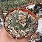 Lophophora diffusa v. koehresii