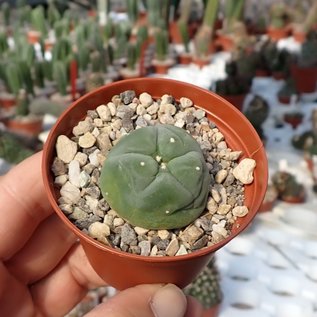 Lophophora diffusa XL