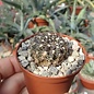 Gymnocalycium andreae f. doppianum