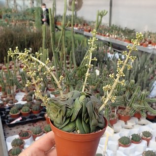 Crassula hemisphaerica