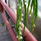 Rhipsalis spec.  HU 979 Palmeira, Paraná, Brasilien