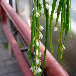 Rhipsalis spec.  HU 979 Palmeira, Paraná, Brasilien