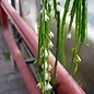 Rhipsalis spec.  HU 979 Palmeira, Paraná, Brasilien