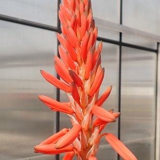 Aloe arborescens XXL