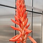 Aloe arborescens XXL